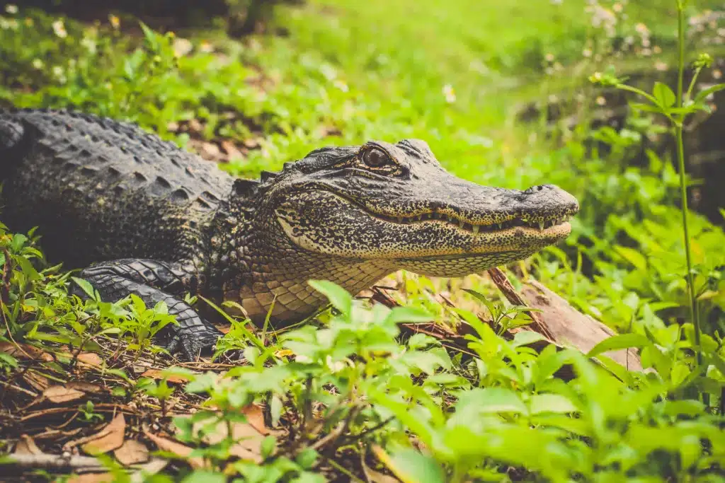 Spectacled caiman resting among riverside vegetation
