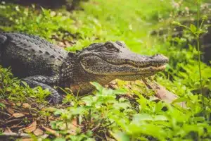Spectacled caiman resting among riverside vegetation