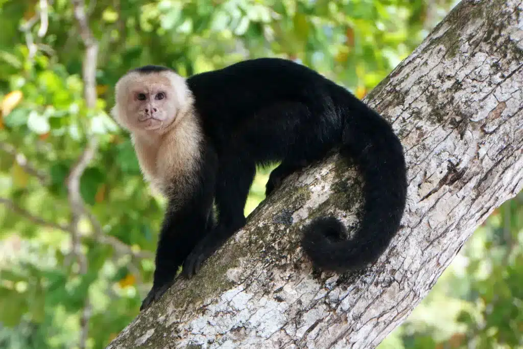 White-faced capuchin resting on a tree branch