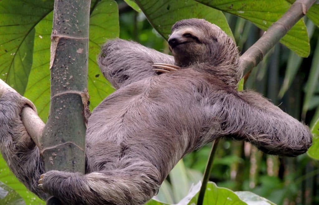 sloth in penas blancas river, watched during a safari float tour